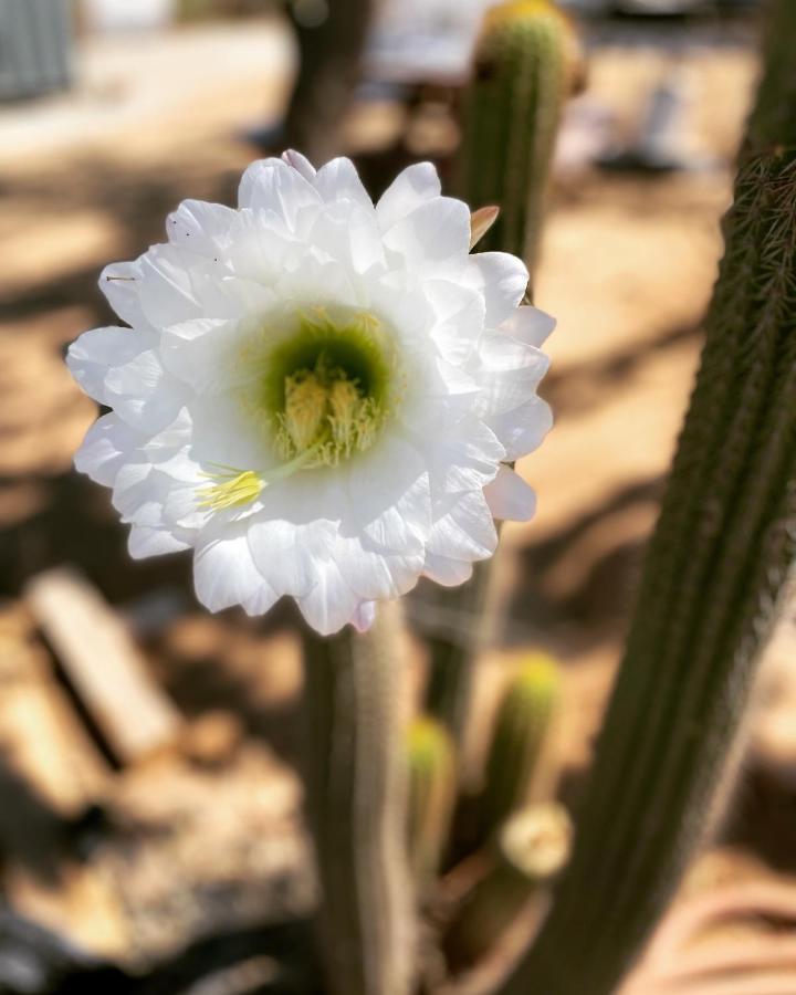 Ecovino Valle De Guadalupe Ngoại thất bức ảnh